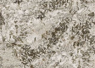 Moreroom Stone Frozen Fox Frozen Fox Polished